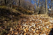 24 Tappeto di foglie in attesa di neve !